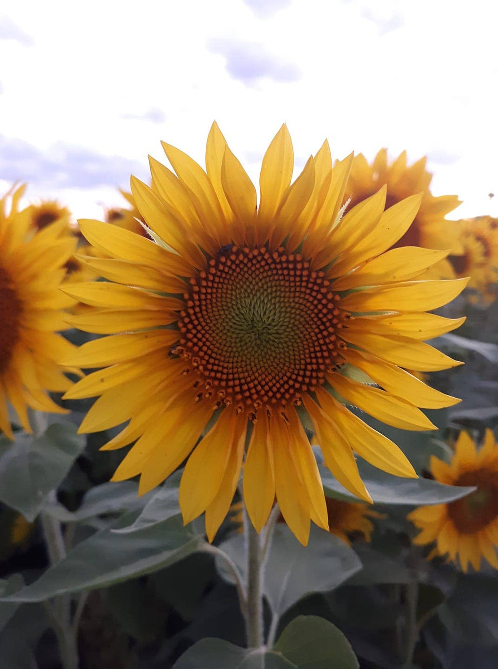 Sunflower Seed Bomb Sleeve
